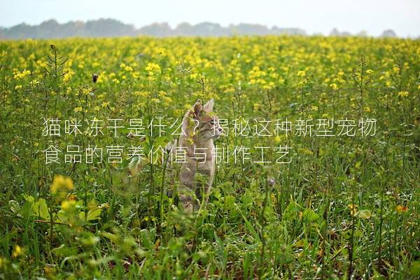 猫咪冻干是什么？揭秘这种新型宠物食品的营养价值与制作工艺
