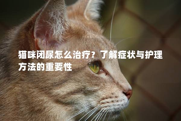 猫咪闭尿怎么治疗？了解症状与护理方法的重要性