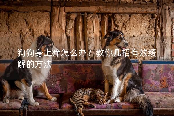 狗狗身上痒怎么办?教你几招有效缓解的方法 狗狗身上痒怎么办?教你几招有效缓解的方法