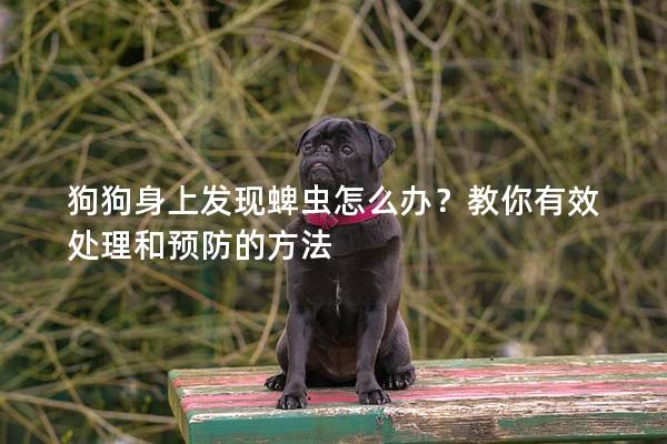 狗狗身上发现蜱虫怎么办？教你有效处理和预防的方法
