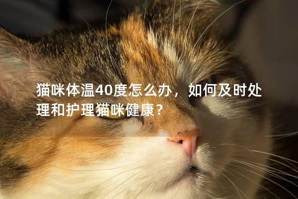 猫咪体温40度怎么办，如何及时处理和护理猫咪健康？