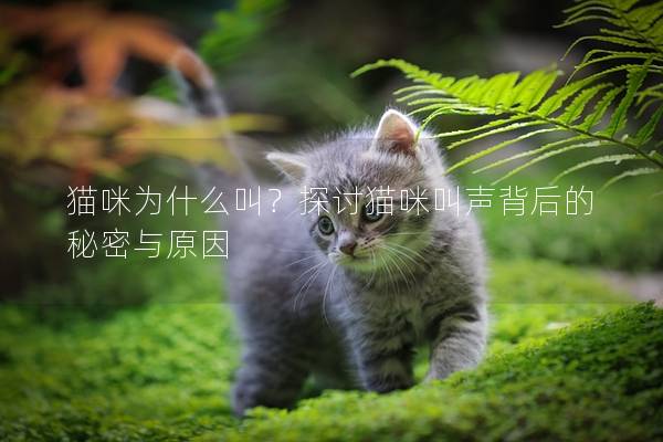 猫咪为什么叫？探讨猫咪叫声背后的秘密与原因