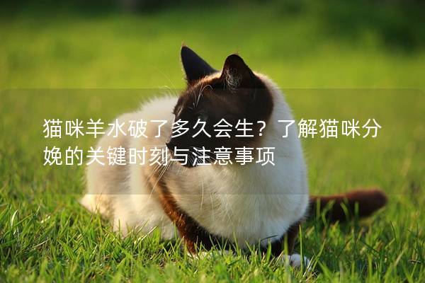 猫咪羊水破了多久会生？了解猫咪分娩的关键时刻与注意事项