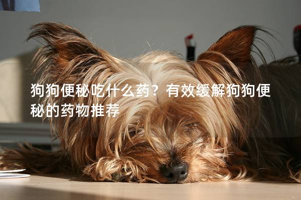 狗狗便秘吃什么药？有效缓解狗狗便秘的药物推荐