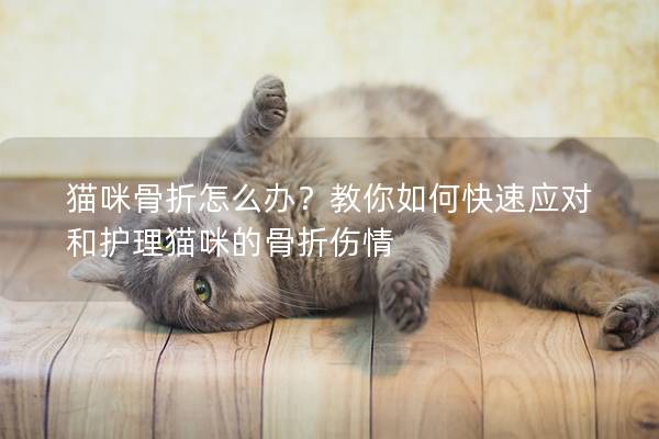 猫咪骨折怎么办？教你如何快速应对和护理猫咪的骨折伤情