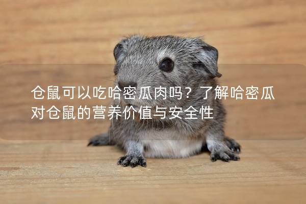 仓鼠可以吃哈密瓜肉吗？了解哈密瓜对仓鼠的营养价值与安全性