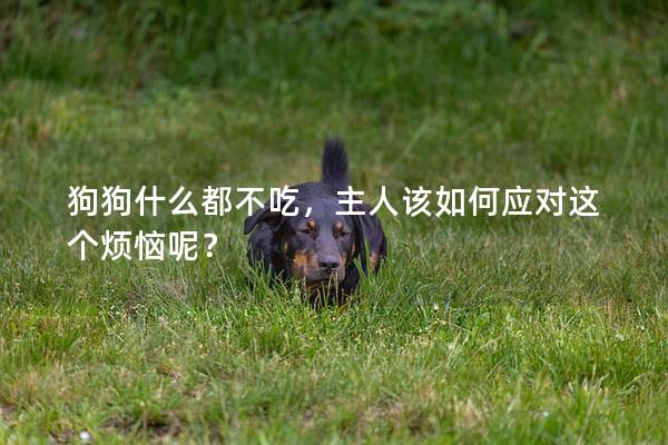 狗狗什么都不吃，主人该如何应对这个烦恼呢？