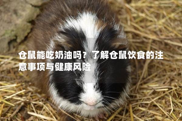 仓鼠能吃奶油吗？了解仓鼠饮食的注意事项与健康风险