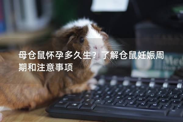 母仓鼠怀孕多久生？了解仓鼠妊娠周期和注意事项