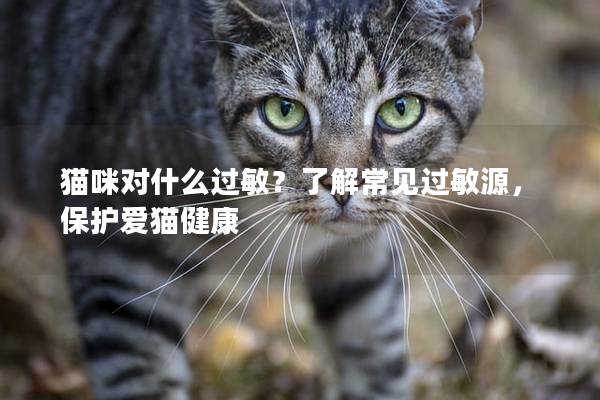 猫咪对什么过敏？了解常见过敏源，保护爱猫健康