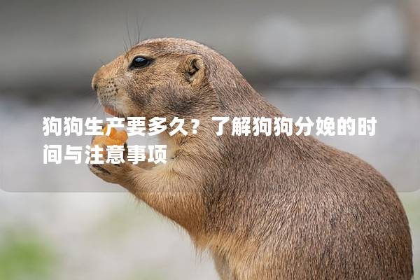 狗狗生产要多久？了解狗狗分娩的时间与注意事项