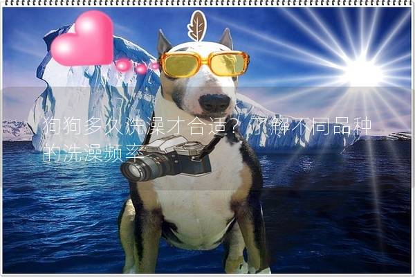 狗狗多久洗澡才合适?了解不同品种的洗澡频率 狗狗多久洗澡才合适?了解不同品种的洗澡频率