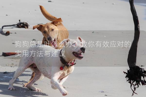 狗狗总是吐怎么办？教你有效应对的实用方法与建议