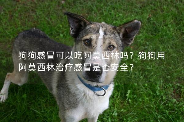 狗狗感冒可以吃阿莫西林吗?狗狗用阿莫西林治疗感冒是否安全? 狗狗感冒可以吃阿莫西林吗?狗狗用阿莫西林治疗感冒是否安全?