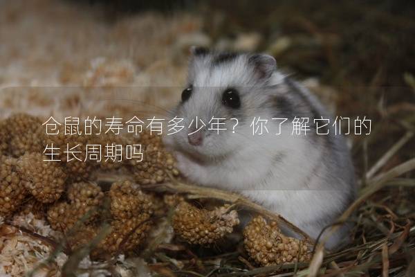 仓鼠的寿命有多少年？你了解它们的生长周期吗