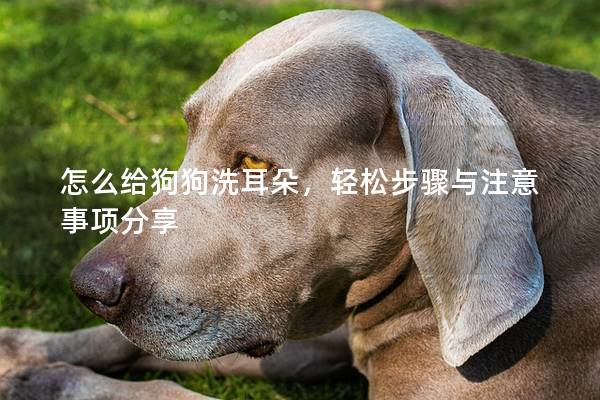 怎么给狗狗洗耳朵，轻松步骤与注意事项分享