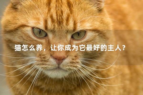 猫怎么养,让你成为它最好的主人? 猫怎么养,让你成为它最好的主人?
