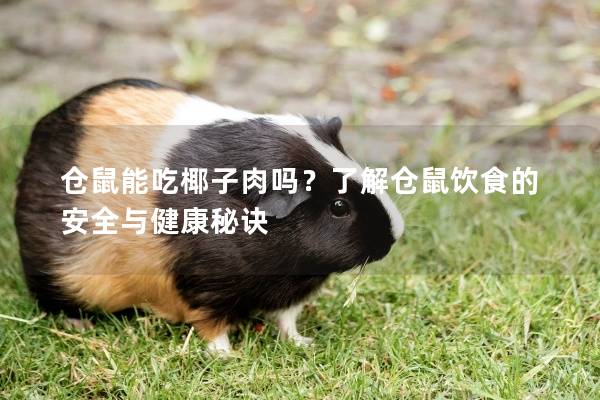 仓鼠能吃椰子肉吗？了解仓鼠饮食的安全与健康秘诀