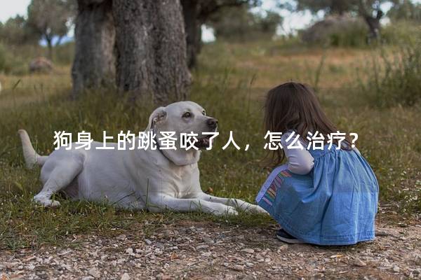 狗身上的跳蚤咬了人，怎么治疗？