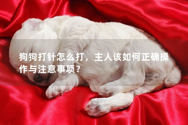 狗狗打针怎么打，主人该如何正确操作与注意事项？