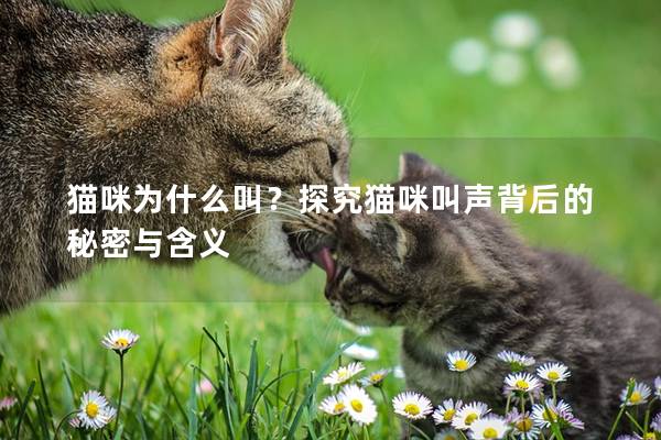 猫咪为什么叫？探究猫咪叫声背后的秘密与含义