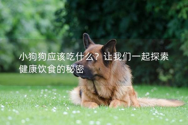 小狗狗应该吃什么？让我们一起探索健康饮食的秘密