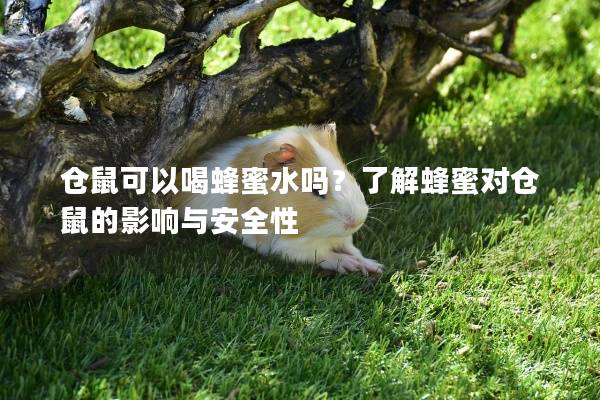 仓鼠可以喝蜂蜜水吗？了解蜂蜜对仓鼠的影响与安全性