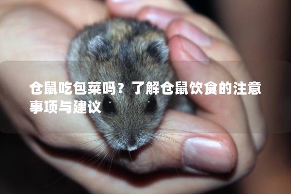 仓鼠吃包菜吗？了解仓鼠饮食的注意事项与建议