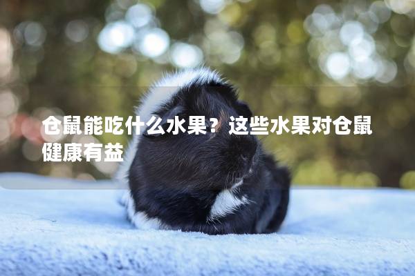 仓鼠能吃什么水果？这些水果对仓鼠健康有益