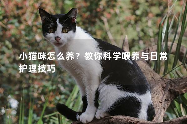 小猫咪怎么养？教你科学喂养与日常护理技巧