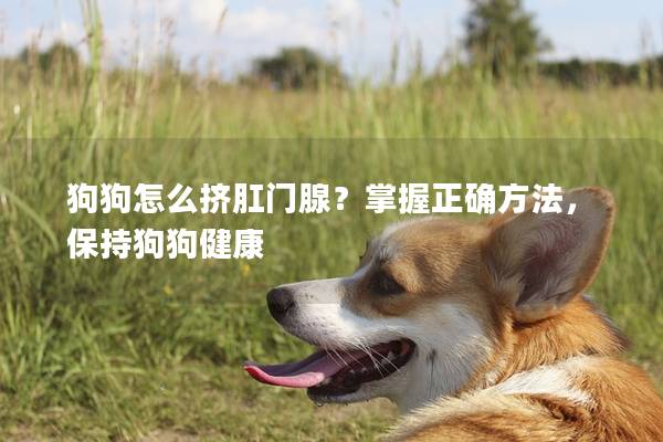 狗狗怎么挤肛门腺？掌握正确方法，保持狗狗健康