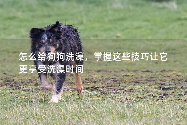 怎么给狗狗洗澡,掌握这些技巧让它更享受洗澡时间 怎么给狗狗洗澡,掌握这些技巧让它更享受洗澡时间