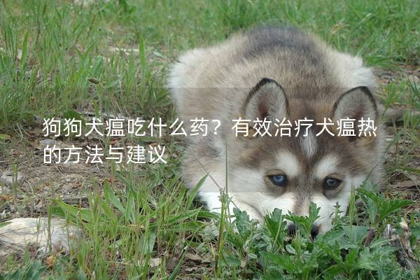 狗狗犬瘟吃什么药?有效治疗犬瘟热的方法与建议 狗狗犬瘟吃什么药?有效治疗犬瘟热的方法与建议