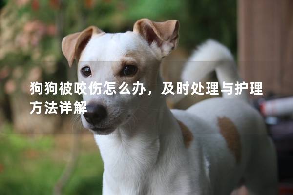 狗狗被咬伤怎么办，及时处理与护理方法详解