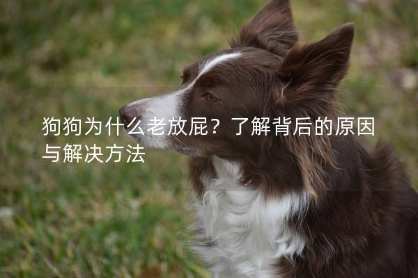 狗狗为什么老放屁？了解背后的原因与解决方法