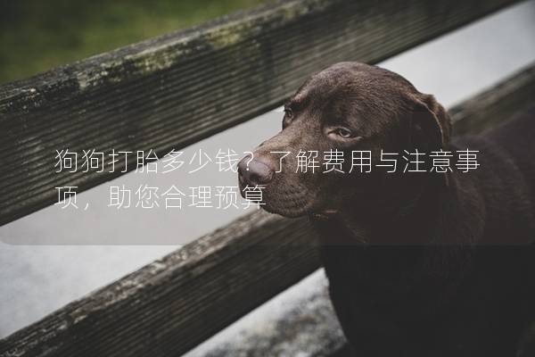 狗狗打胎多少钱？了解费用与注意事项，助您合理预算