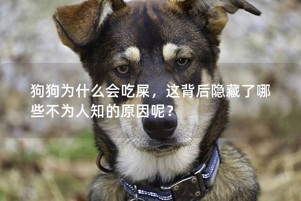 狗狗为什么会吃屎，这背后隐藏了哪些不为人知的原因呢？
