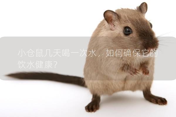 小仓鼠几天喝一次水，如何确保它的饮水健康？