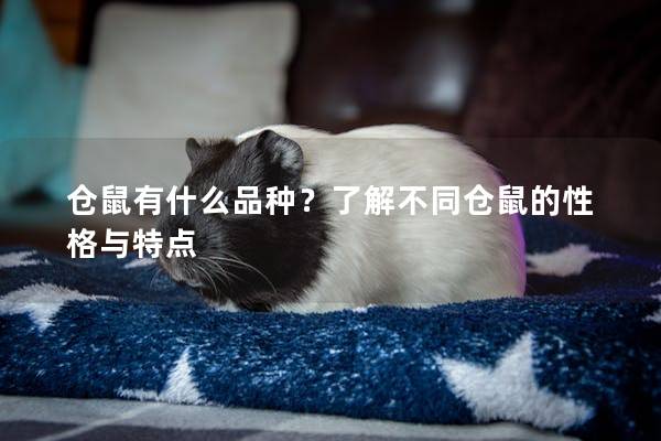 仓鼠有什么品种？了解不同仓鼠的性格与特点