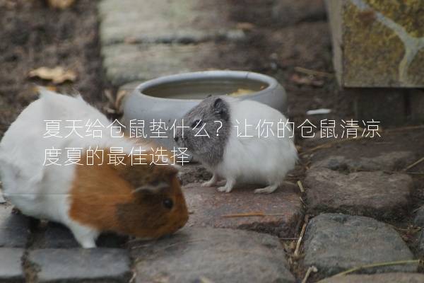 夏天给仓鼠垫什么？让你的仓鼠清凉度夏的最佳选择