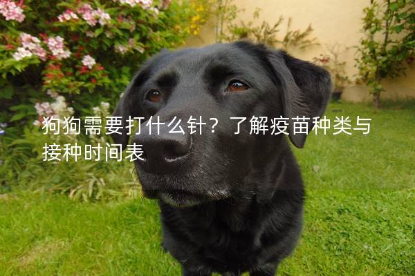 狗狗需要打什么针?了解疫苗种类与接种时间表 狗狗需要打什么针?了解疫苗种类与接种时间表
