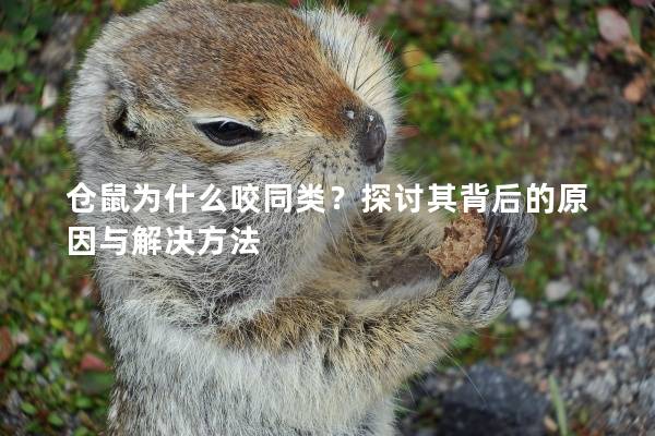 仓鼠为什么咬同类？探讨其背后的原因与解决方法