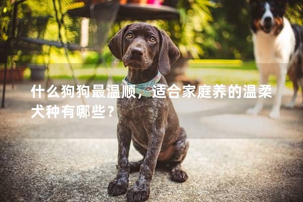 什么狗狗最温顺,适合家庭养的温柔犬种有哪些? 什么狗狗最温顺,适合家庭养的温柔犬种有哪些?
