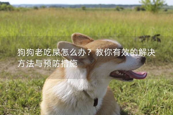狗狗老吃屎怎么办？教你有效的解决方法与预防措施
