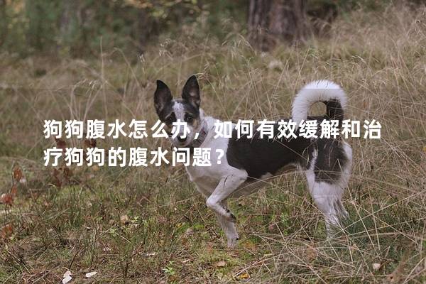 狗狗腹水怎么办，如何有效缓解和治疗狗狗的腹水问题？