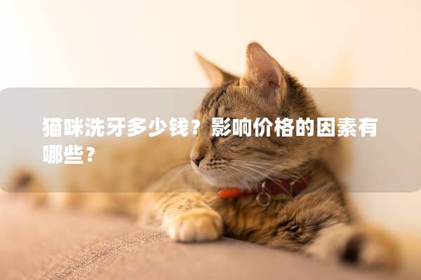 猫咪洗牙多少钱？影响价格的因素有哪些？