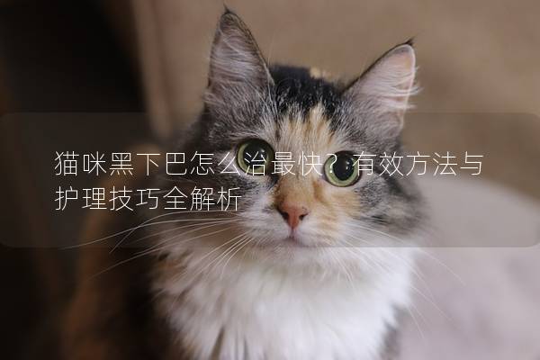 猫咪黑下巴怎么治最快？有效方法与护理技巧全解析