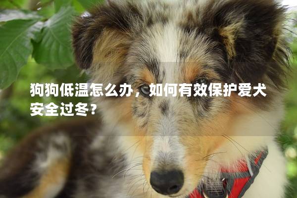 狗狗低温怎么办，如何有效保护爱犬安全过冬？