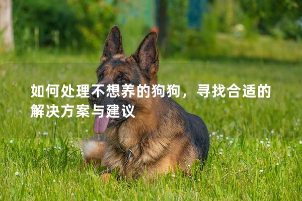 如何处理不想养的狗狗，寻找合适的解决方案与建议