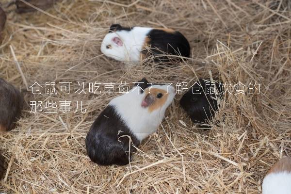 仓鼠可以吃草莓不?了解仓鼠饮食的那些事儿 仓鼠可以吃草莓不?了解仓鼠饮食的那些事儿